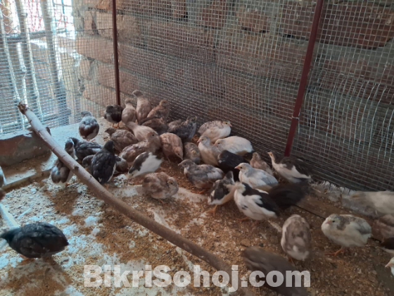 কিং কোয়েল পাখির বাচ্চা